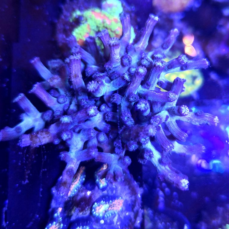 Aquaman Branching Cyphastrea Large Frag
