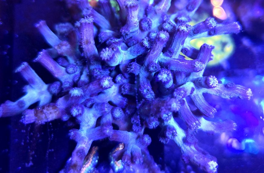 Aquaman Branching Cyphastrea Large Frag
