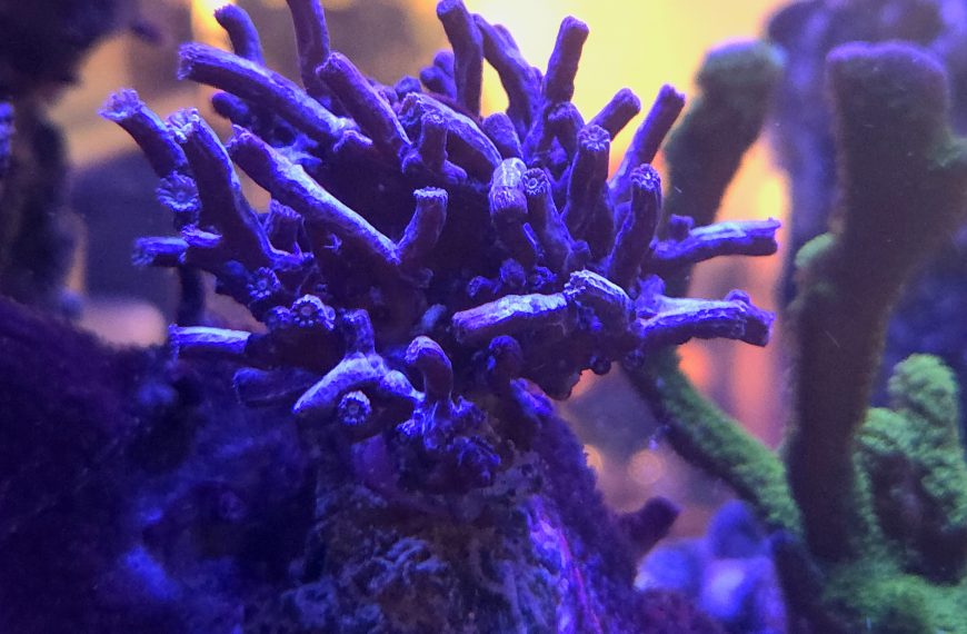 Aquaman Cyphastrea