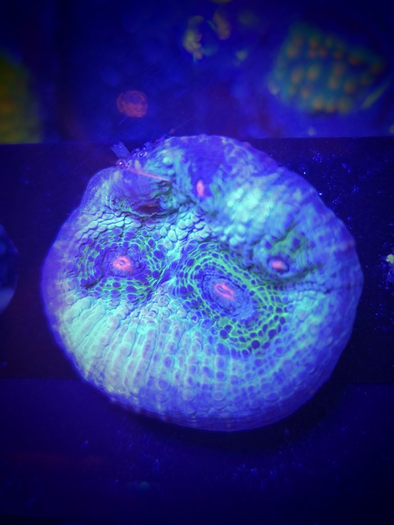 Avatar Chalice Frag