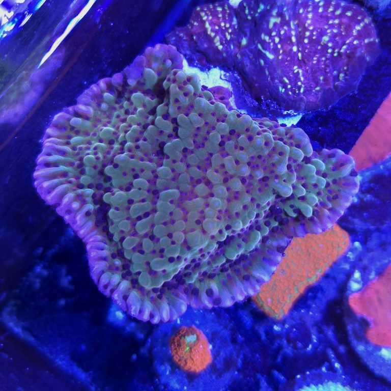 Beach Bum Montipora Frag