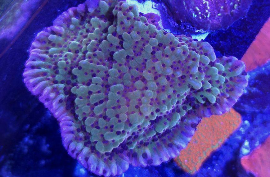 Beach Bum Montipora Frag