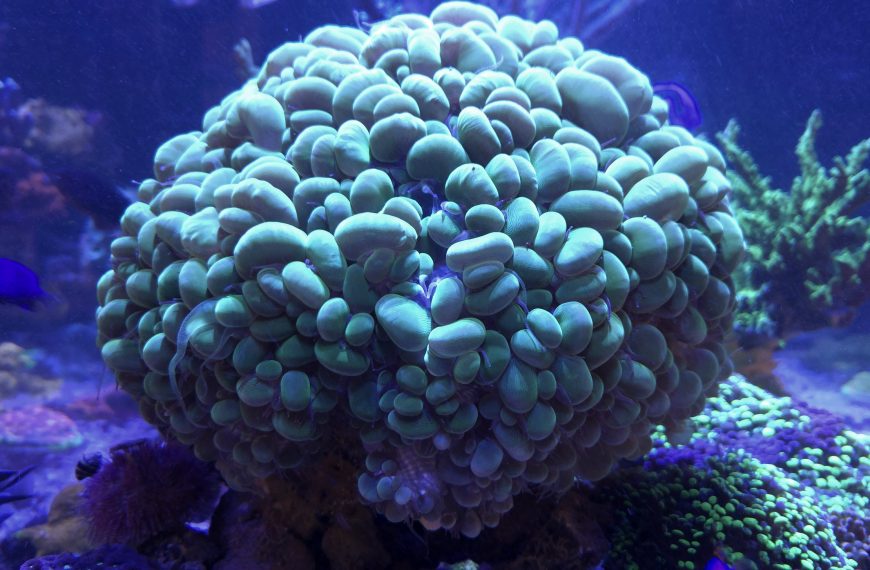 Bubble Coral