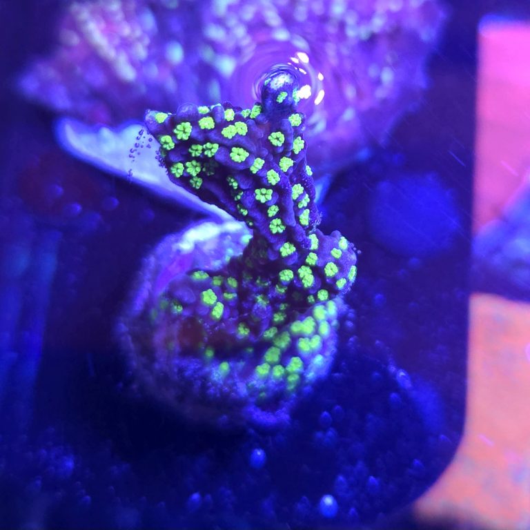 CB Ultimate Bonsai Montipora Digitata Frag