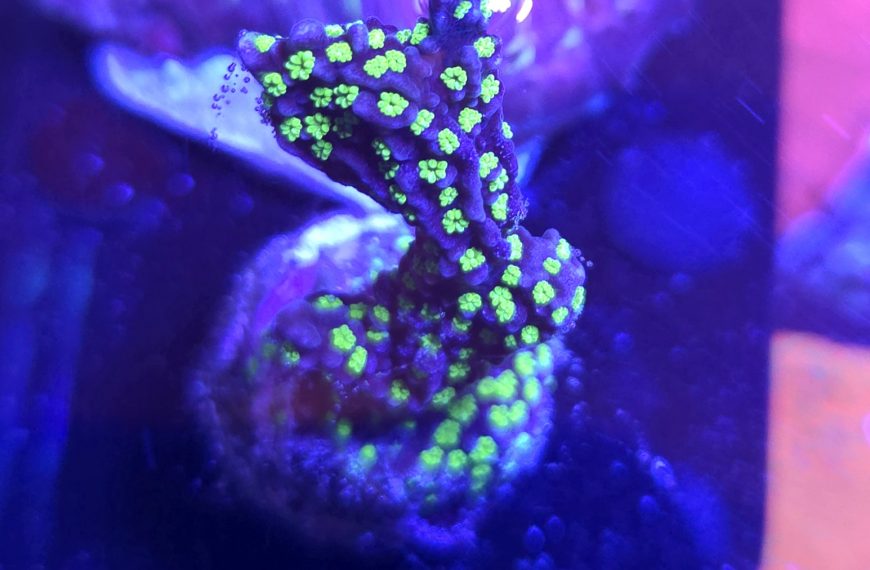 CB Ultimate Bonsai Montipora Digitata Frag