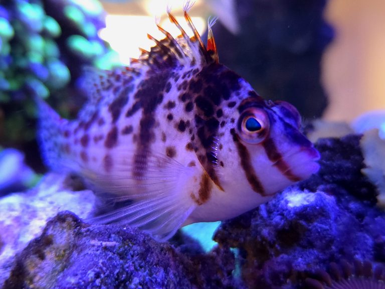 Falco Hawkfish