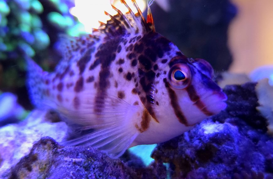 Falco Hawkfish
