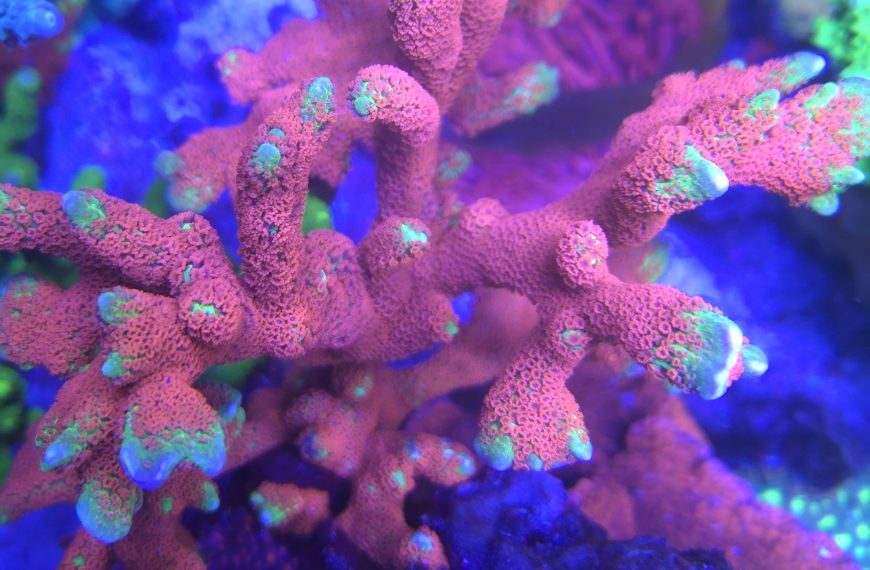 Forest Fire Montipora Digitata