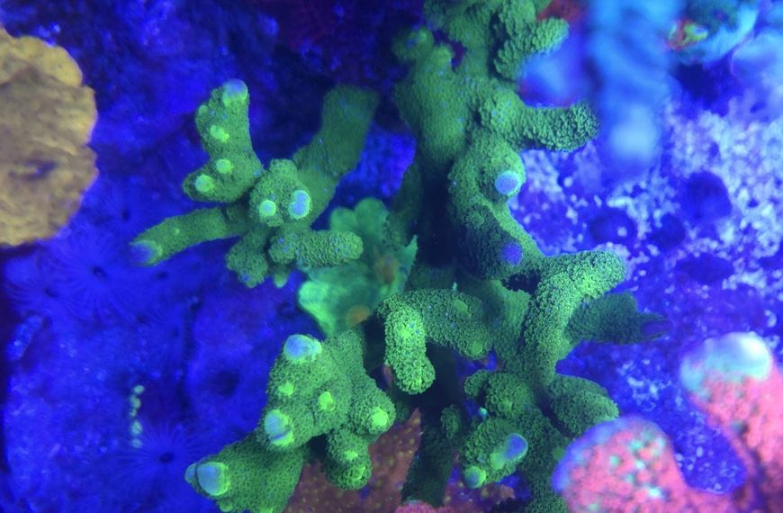 Green Montipora Digitata