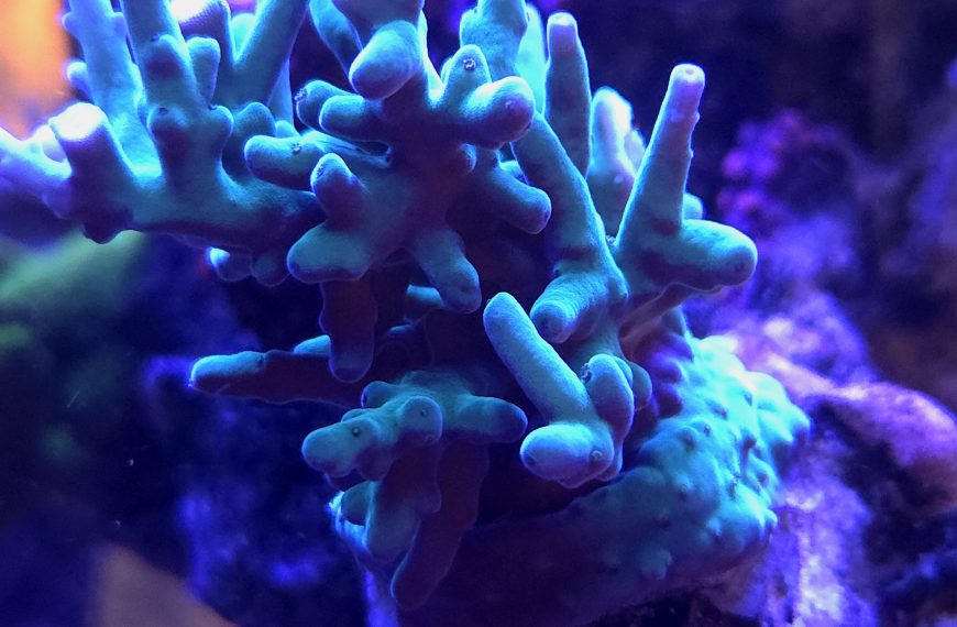 Hawkins Echinata Acropora