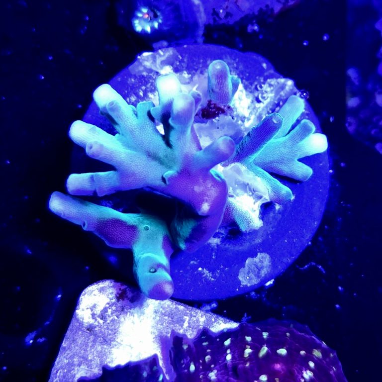 Hawkins Echinata Acropora Frag