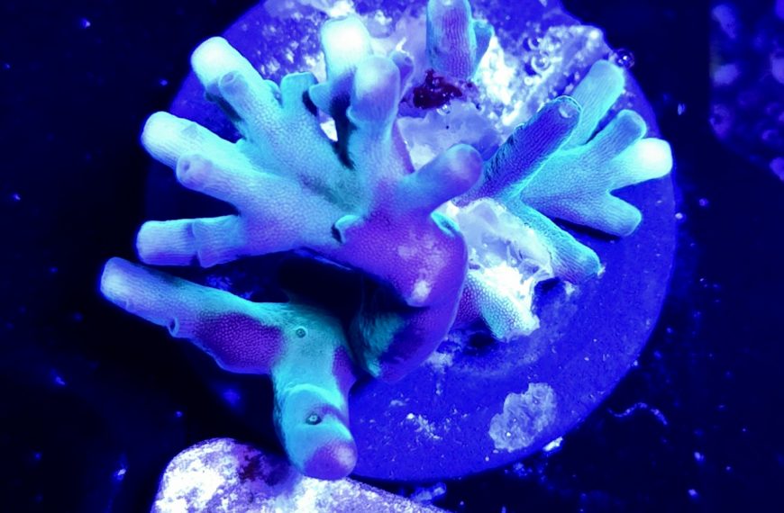 Hawkins Echinata Acropora Frag