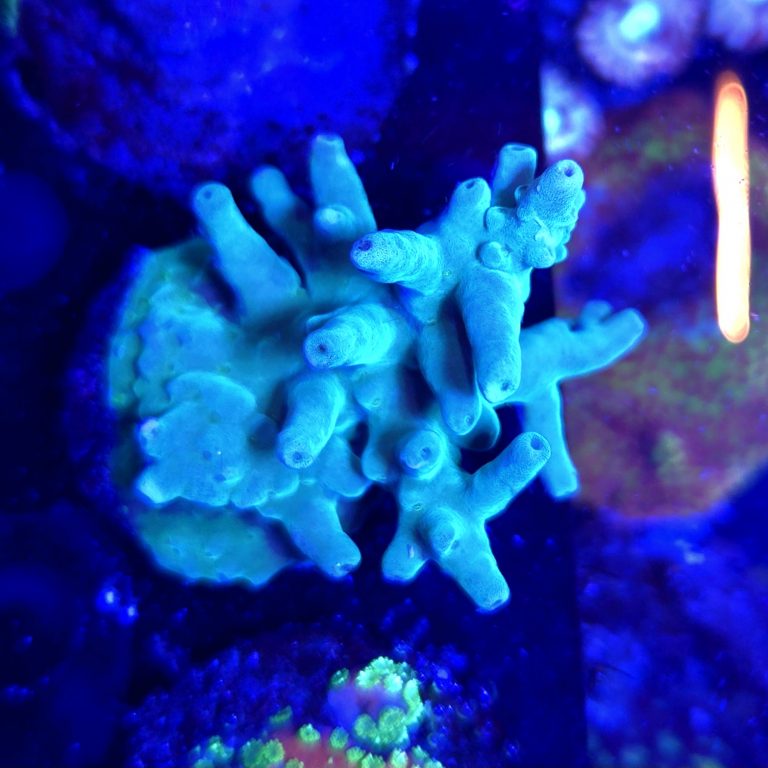 Hawkins Echinata Acropora Large Frag