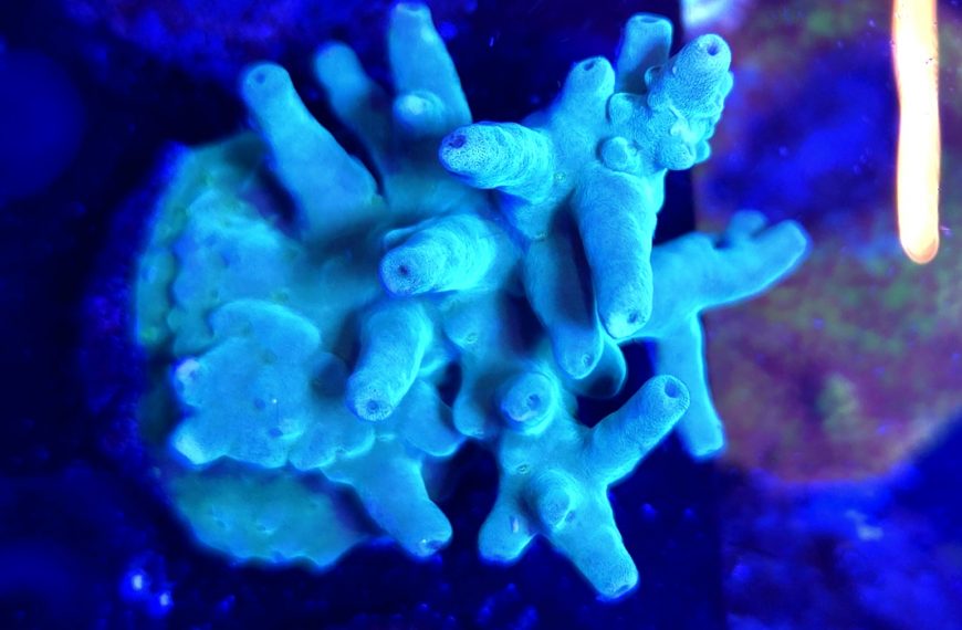 Hawkins Echinata Acropora Large Frag