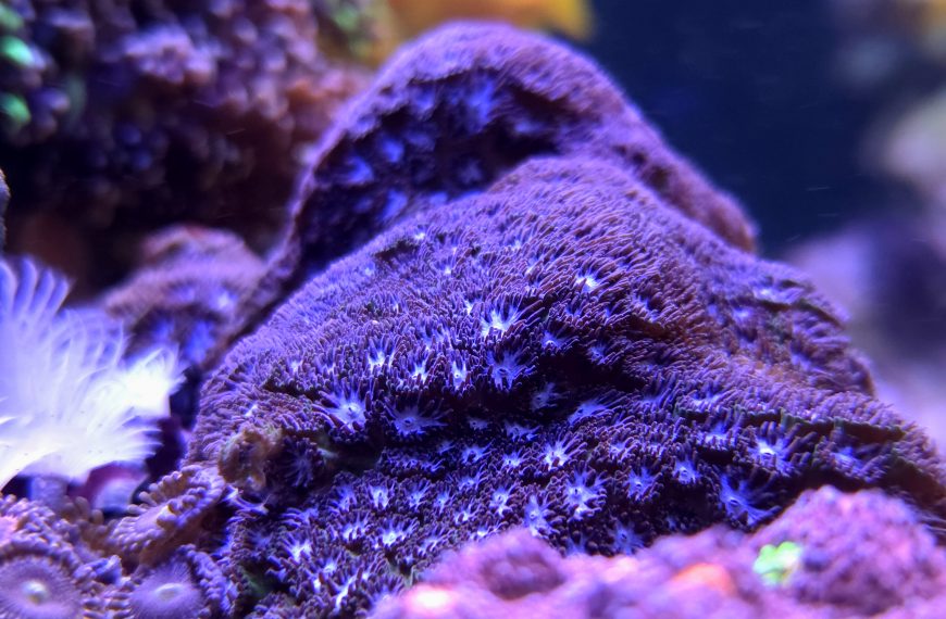 Ice Blue Leptastrea