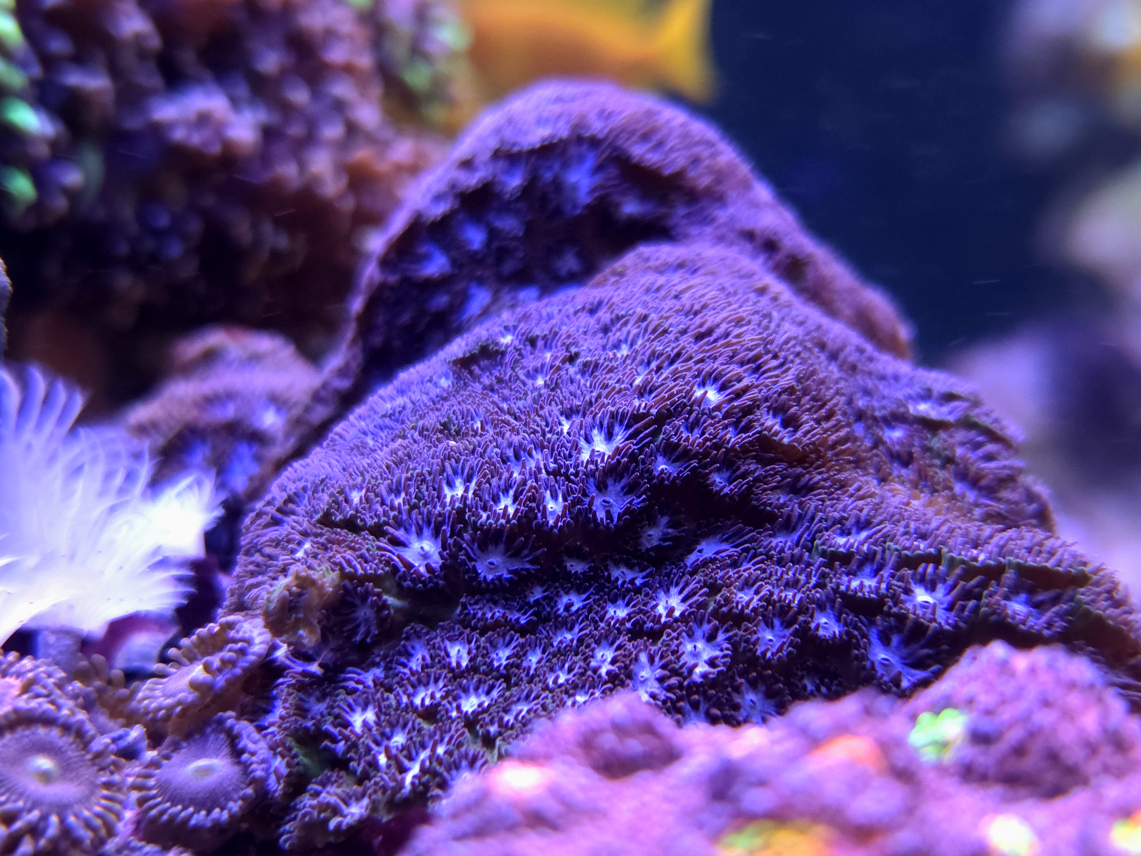 Ice Blue Leptastrea