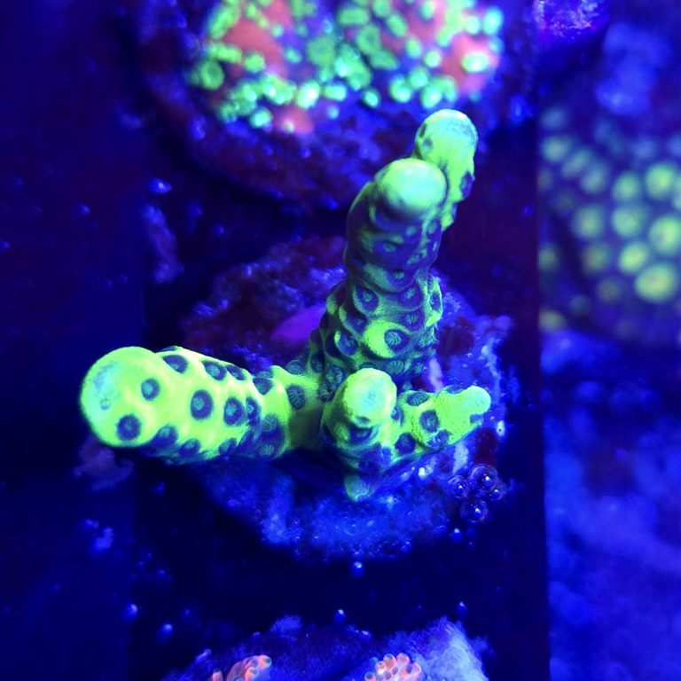 Incredible Hulk Montipora Digitata Frag