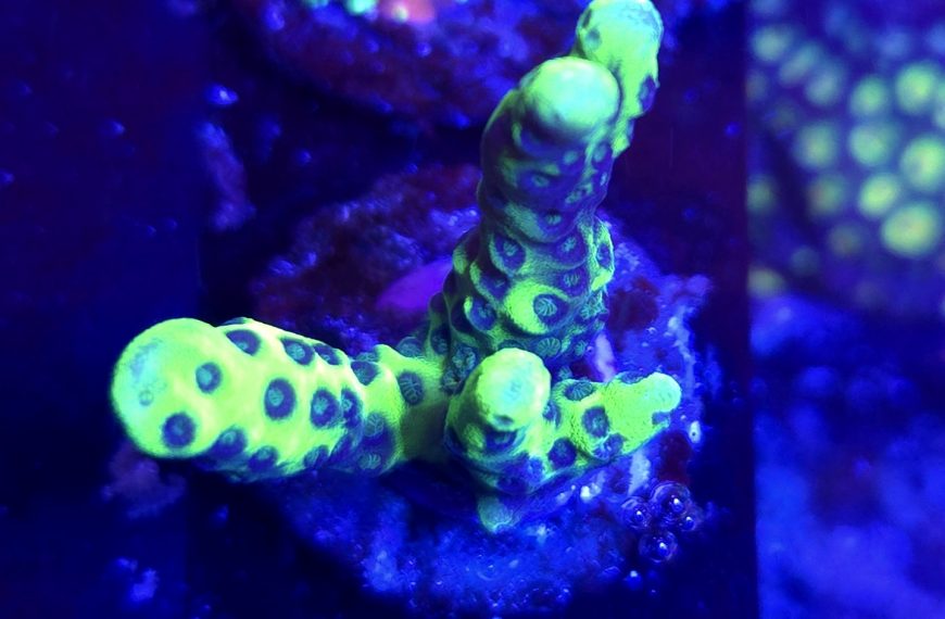 Incredible Hulk Montipora Digitata Frag