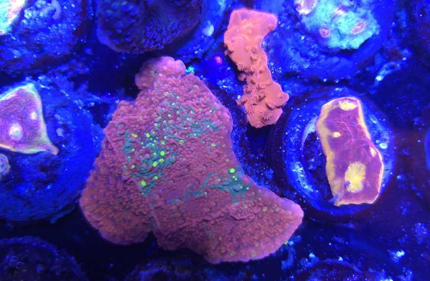 JF Grafted Sun Montipora Capricornis