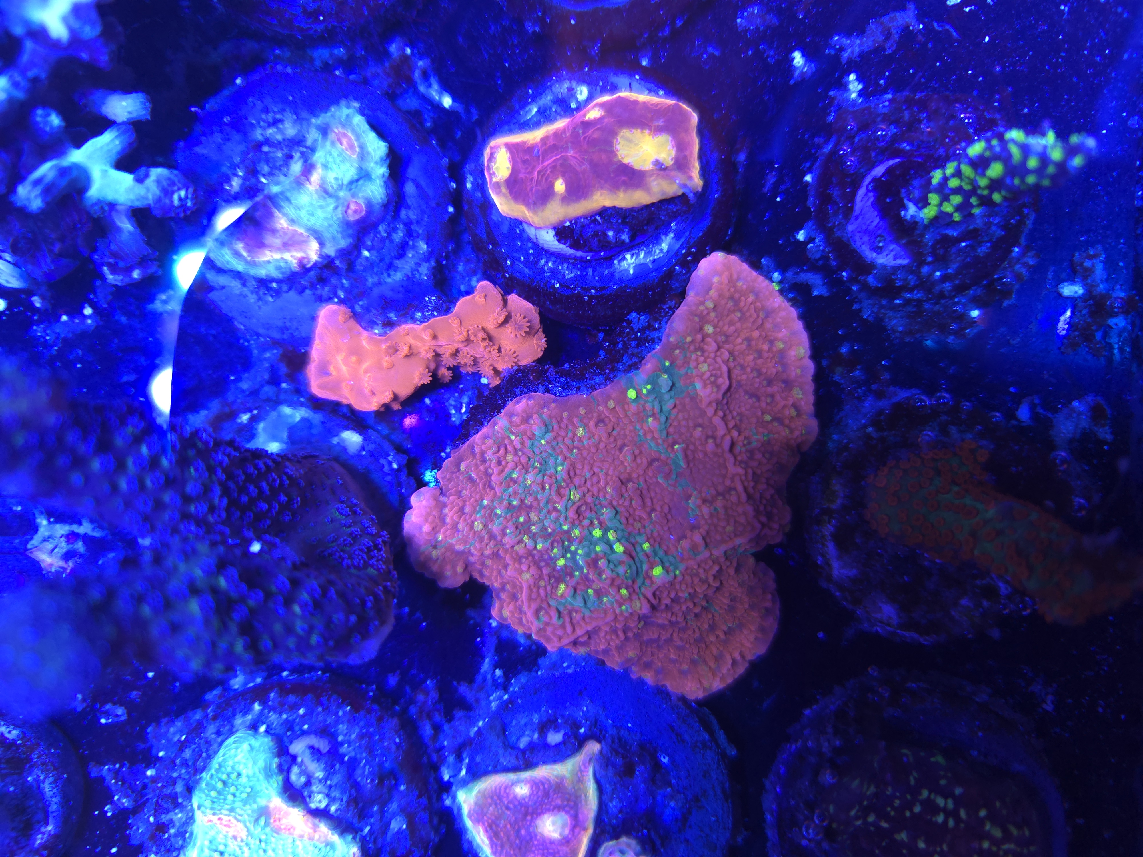 JF Grafted Sun Montipora Capricornis