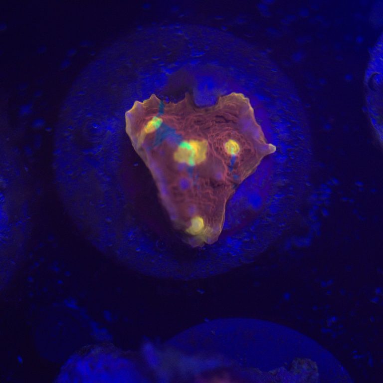 Jellybean Chalice Frag 2