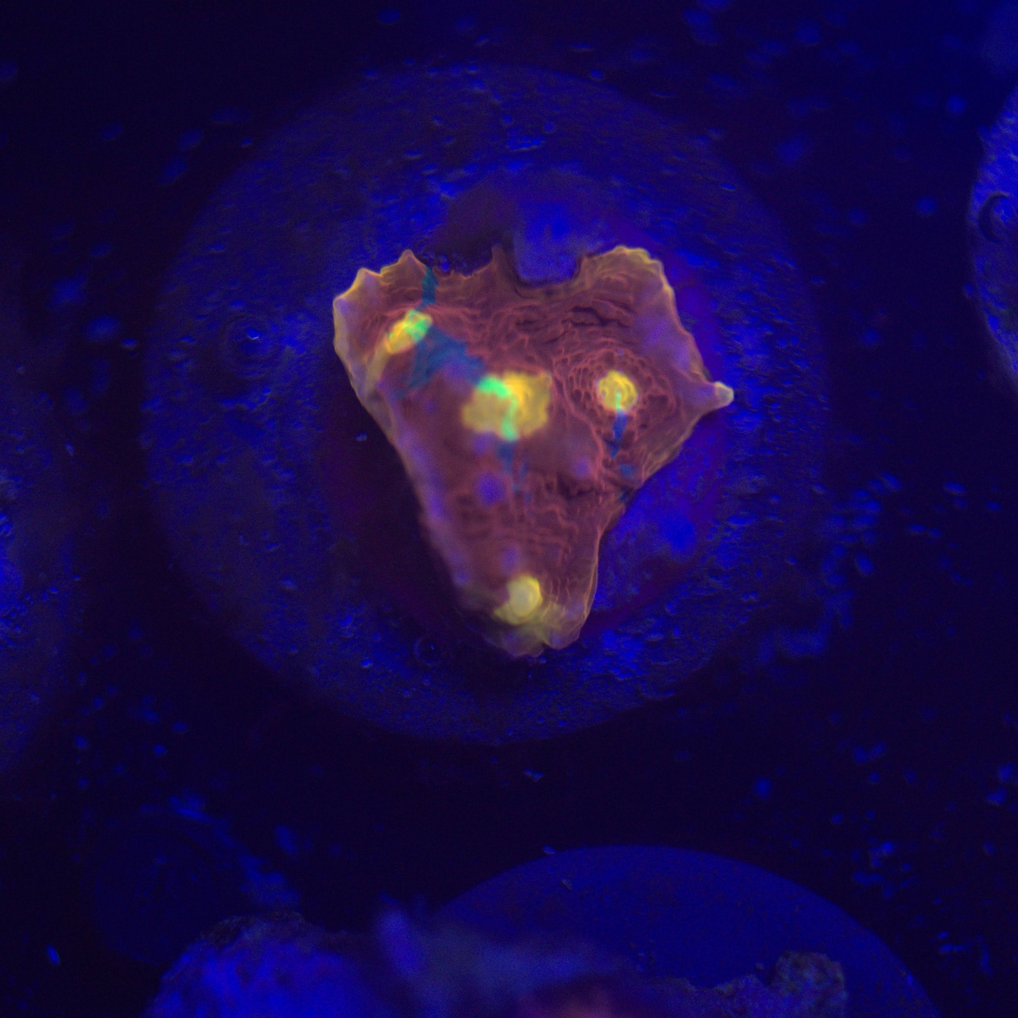 Jellybean Chalice Frag 2