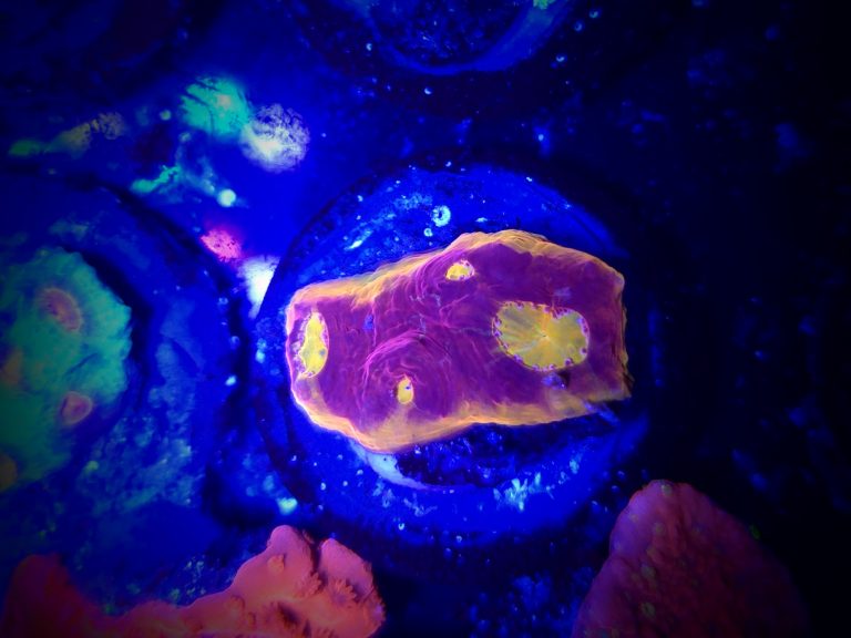 Jellybean Chalice Frag