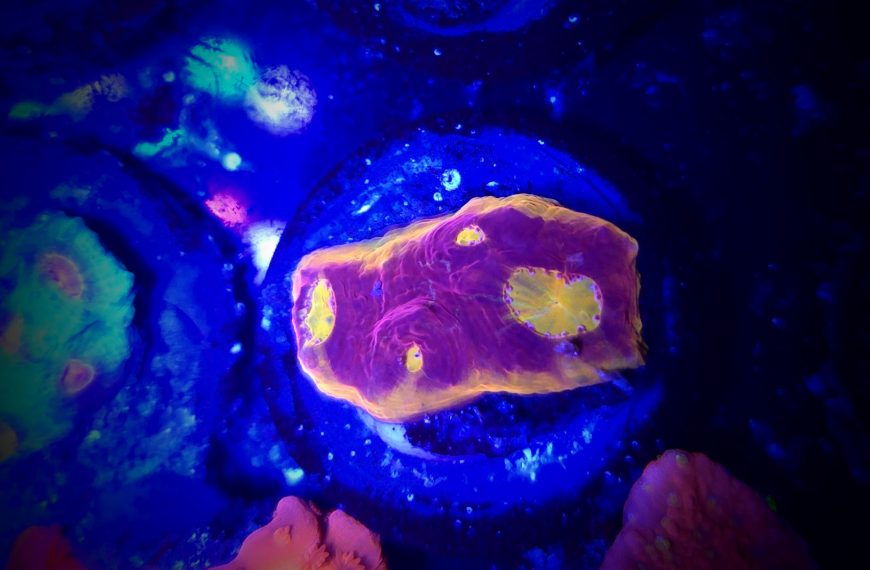 Jellybean Chalice Frag