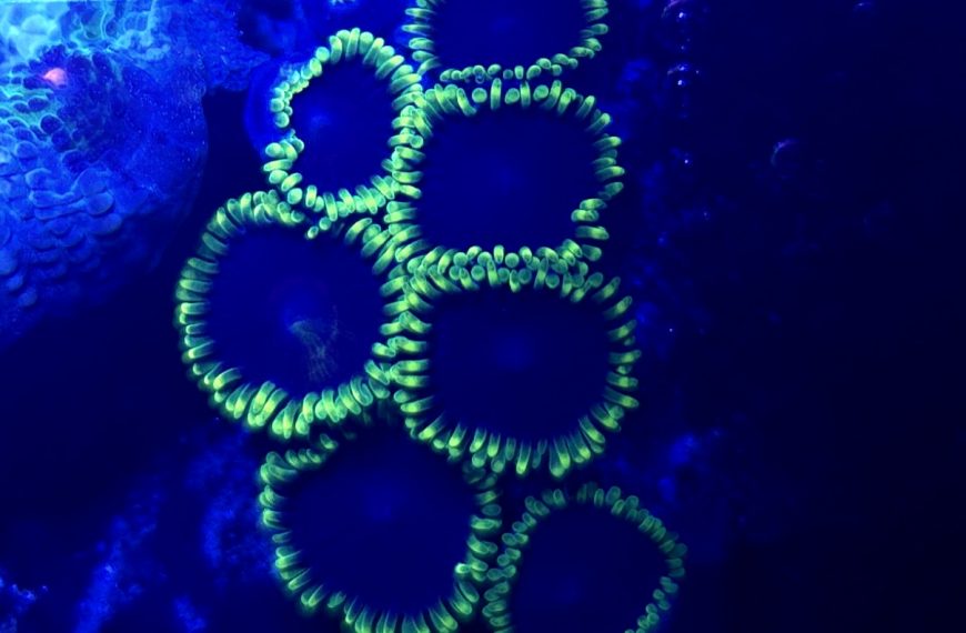 Jokers Zoanthids