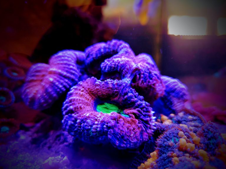 Lobophyllia Brain