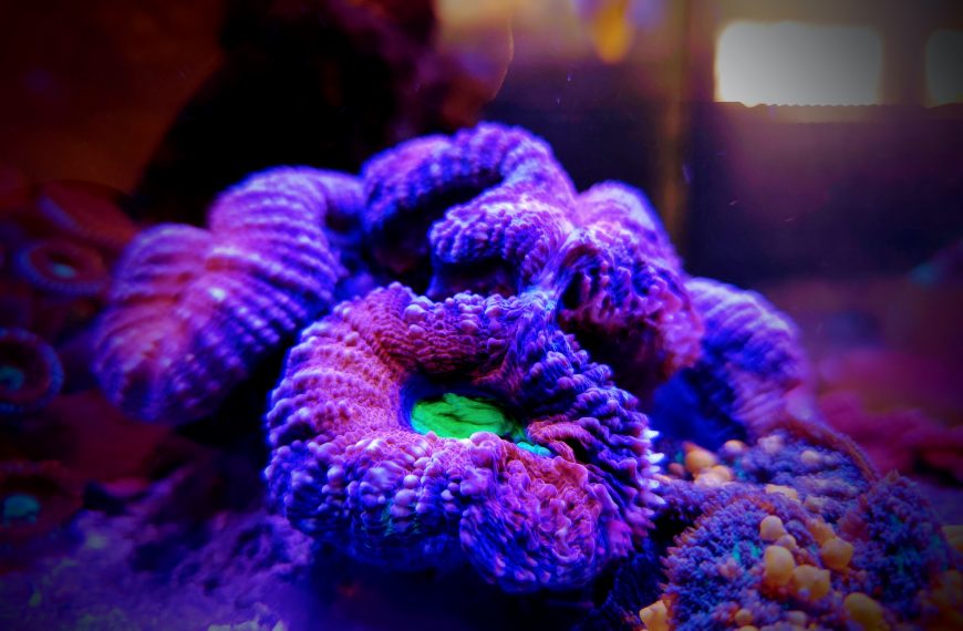 Lobophyllia Brain