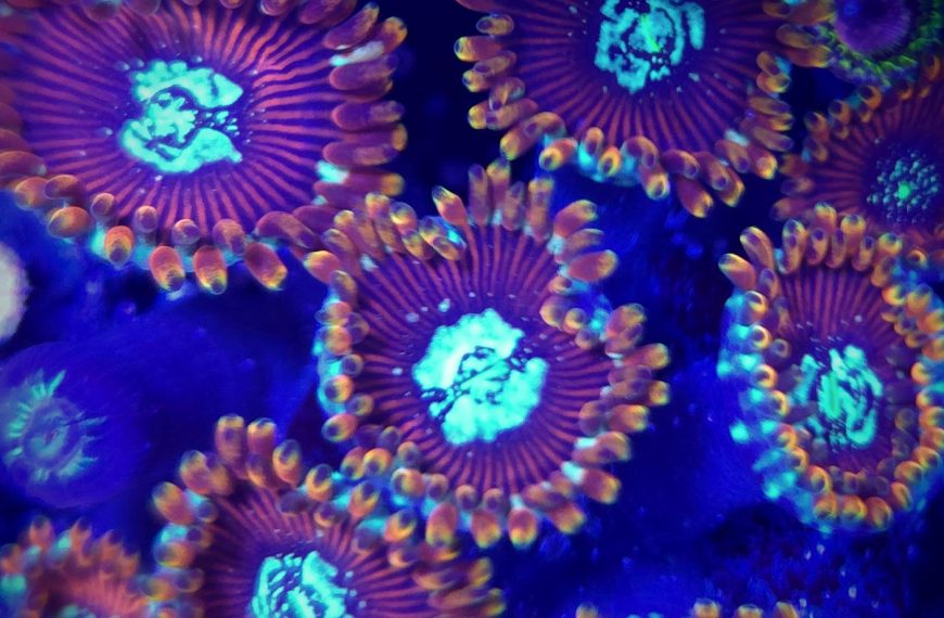 Magicians Zoanthid