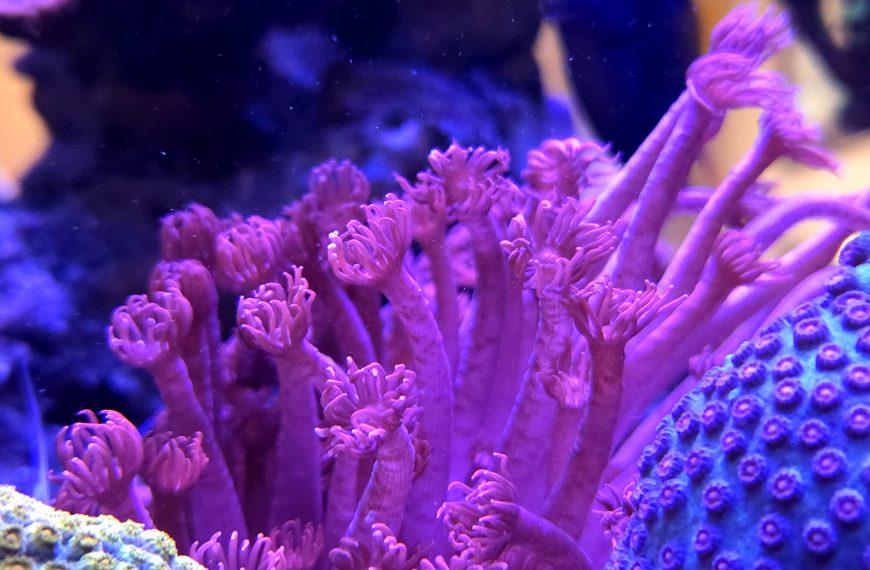Miss Piggy Goniopora