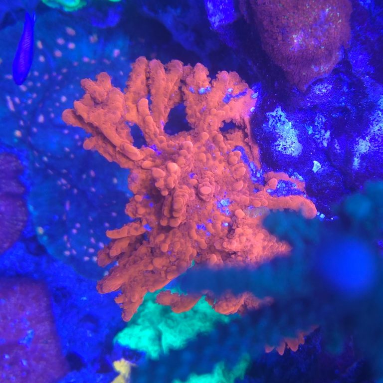 Montipora Setosa