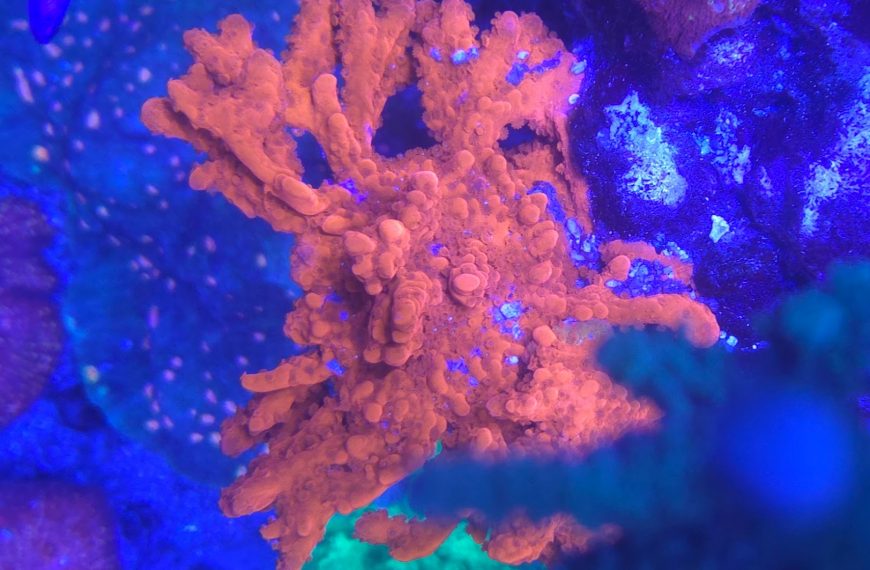 Montipora Setosa