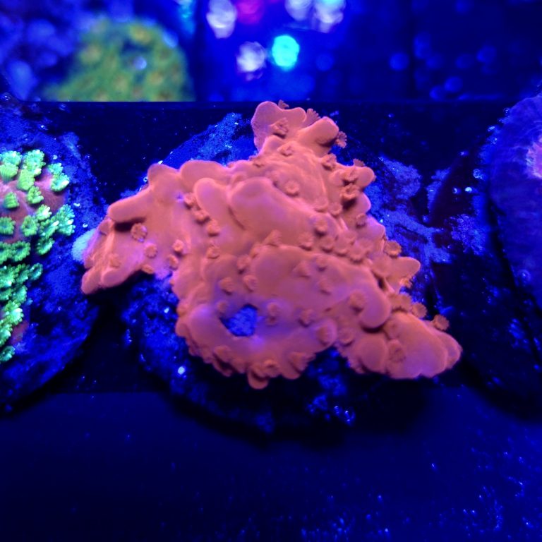 Montipora Setosa Frag