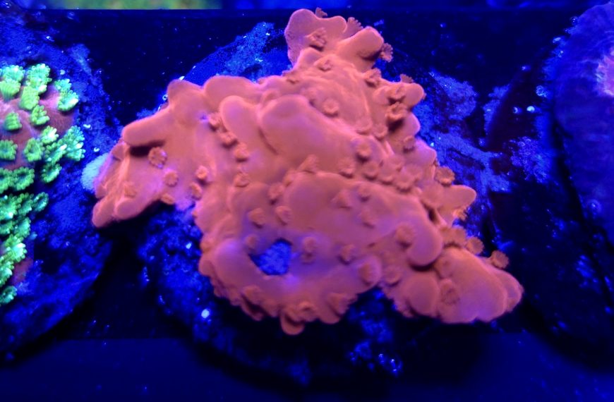 Montipora Setosa Frag