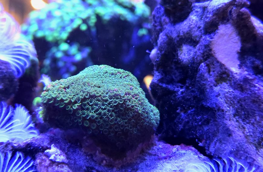 Montipora Sunset