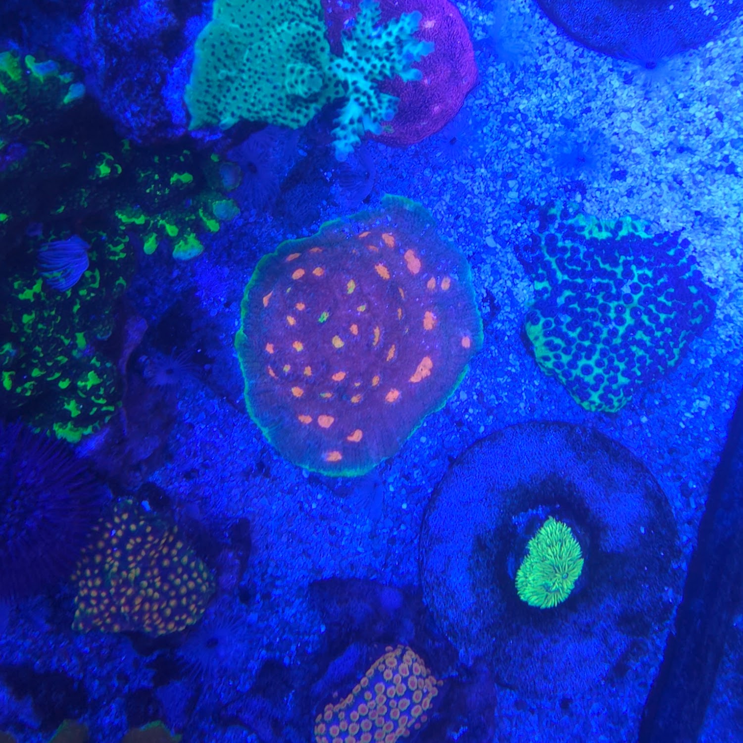 My Miami Chalice Top View