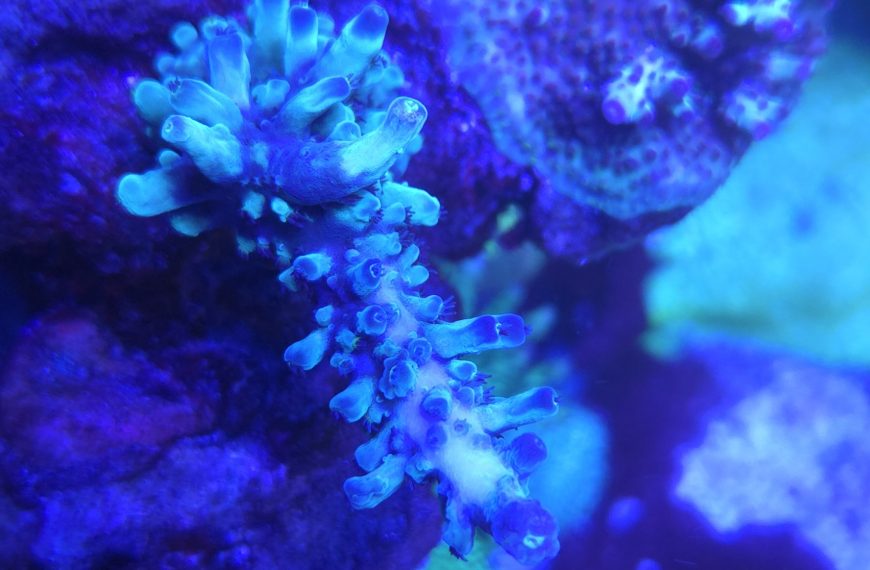 Oregon Blue Tort Acropora