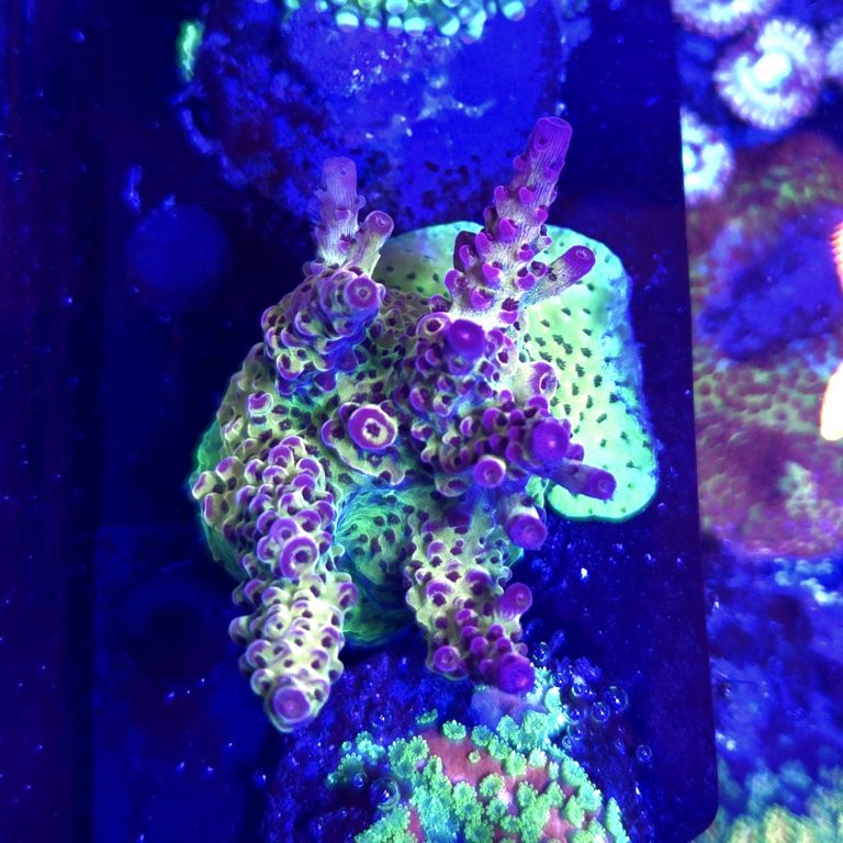 PC Rainbow Large Frag