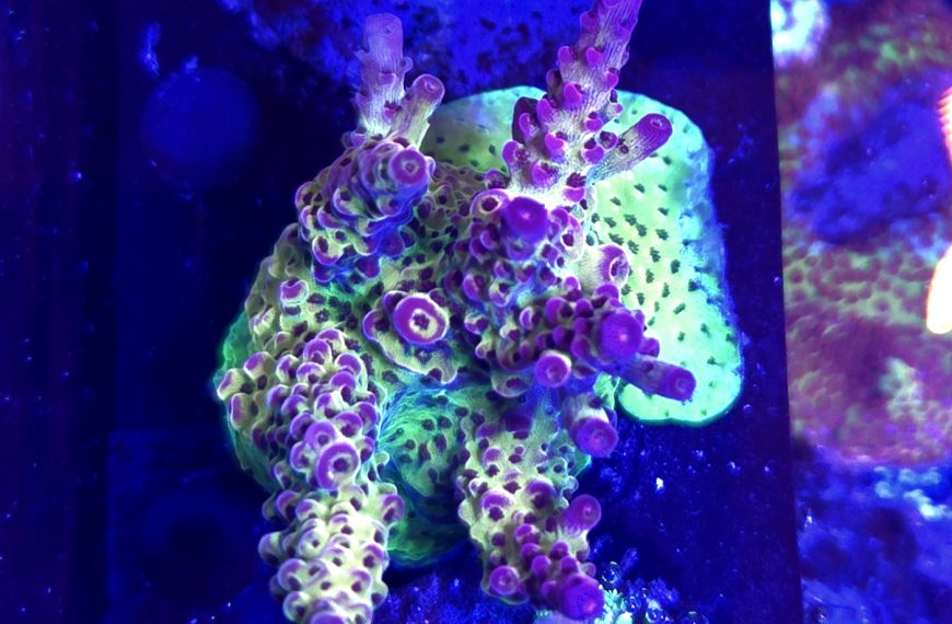 PC Rainbow Large Frag