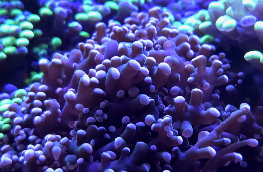 Peach Frogspawn