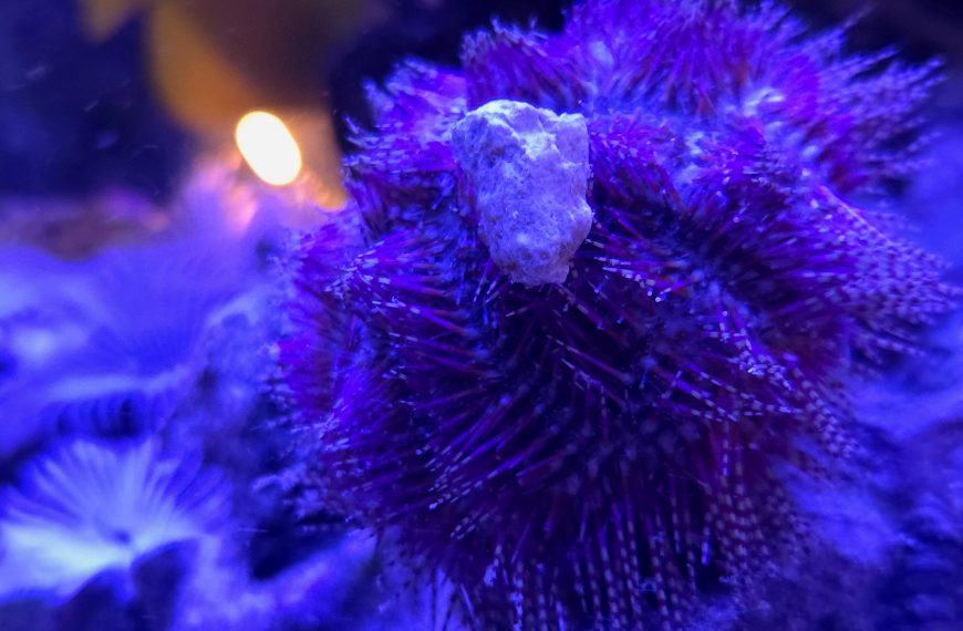 Pincushion Urchin