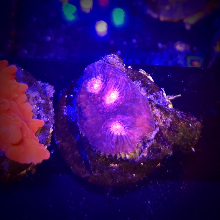 Pink Boobies Chalice Coral Frag