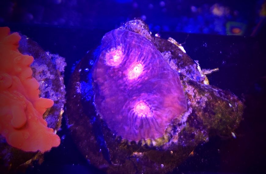 Pink Boobies Chalice Coral Frag