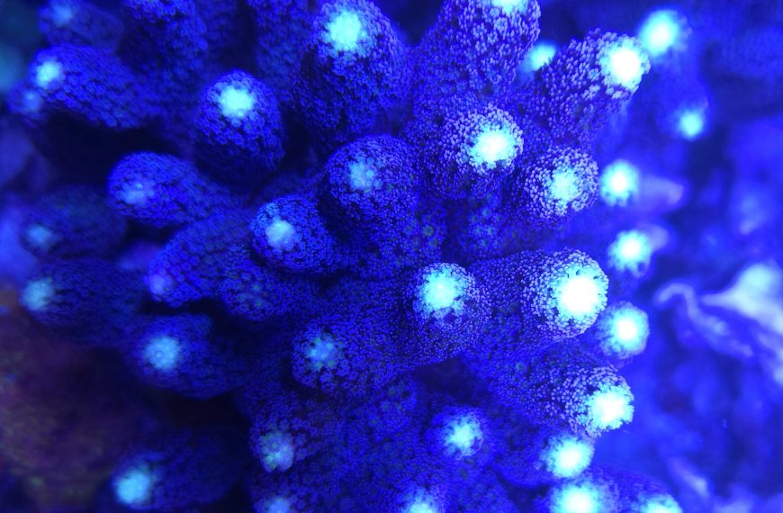 Purple Milka Stylophora