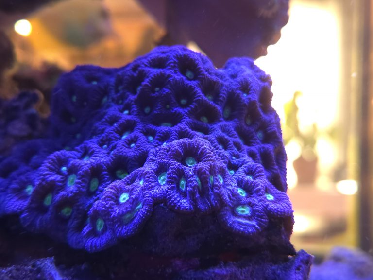 Purple War Favia