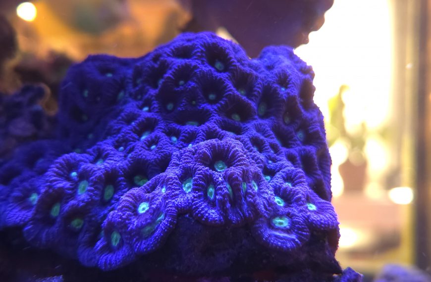 Purple War Favia