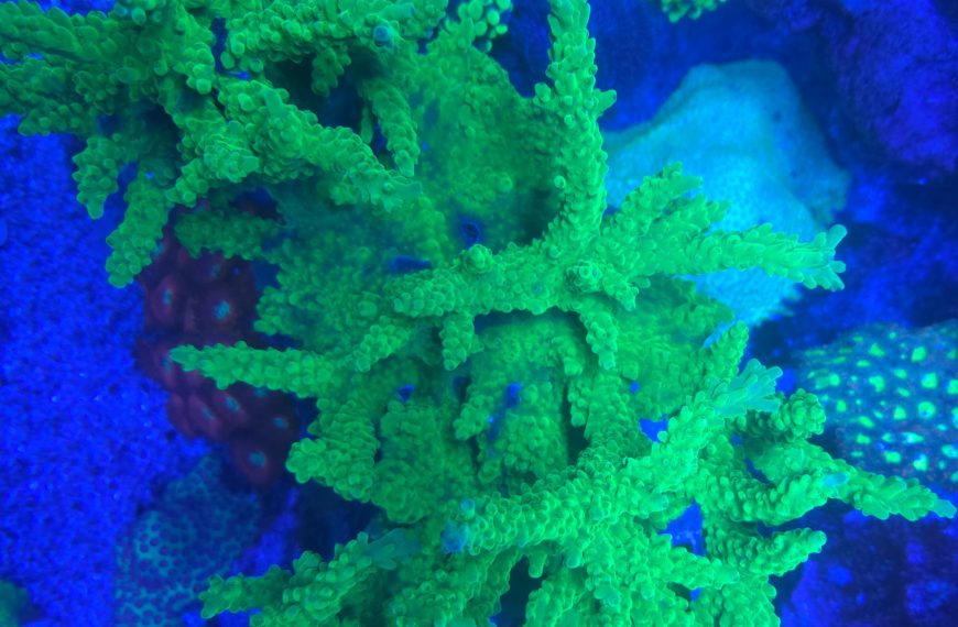 Radioactive Acropora Tortuosa